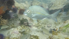Rhabdosargus holubi