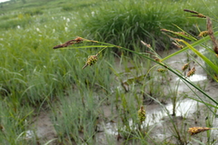 Carex middendorffii