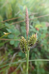 Carex middendorffii