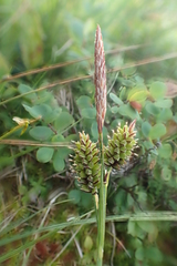 Carex middendorffii
