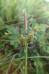 Carex middendorffii