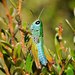 Chameleon Grasshopper - Photo (c) Reiner Richter, some rights reserved (CC BY-NC-SA), uploaded by Reiner Richter