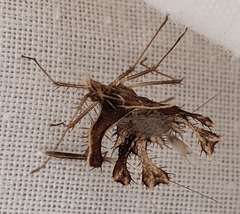 Pephricus
