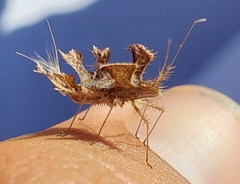 Pephricus