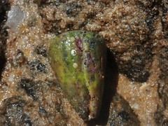 Conus flavidus