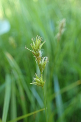 Carex pallida