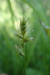 Carex pallida