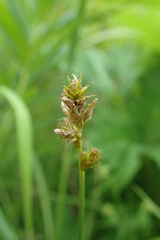 Carex pallida