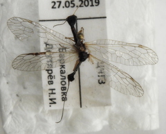 Dichrostigma flavipes