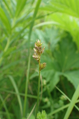 Carex pallida