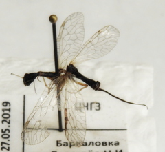 Dichrostigma flavipes