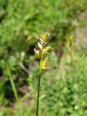 Carex pallida