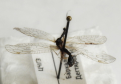 Dichrostigma flavipes