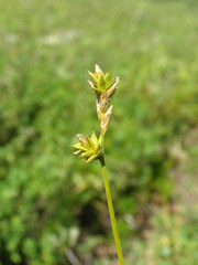Carex pallida