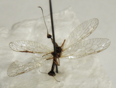 Dichrostigma flavipes