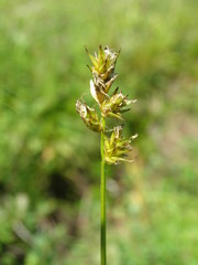 Carex pallida