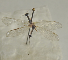 Dichrostigma flavipes