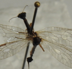 Dichrostigma flavipes