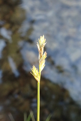 Carex pallida