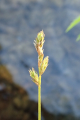 Carex pallida