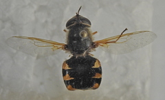 Odontomyia ornata