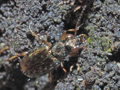 Asaphidion