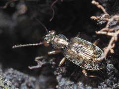 Asaphidion