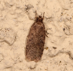 Agonopterix heracliana