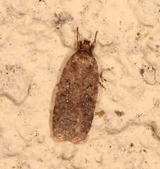 Agonopterix heracliana