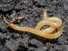 Geophilus flavus