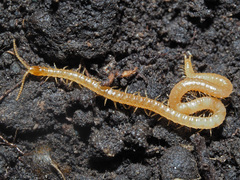 Geophilus flavus