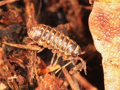 Armadillidium pulchellum