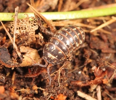 Armadillidium pulchellum