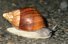 Lissachatina immaculata