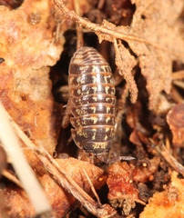 Armadillidium pulchellum