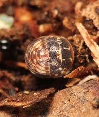 Armadillidium pulchellum