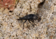 Catapion pubescens
