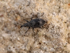 Catapion pubescens
