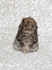 Mecytha fasciata