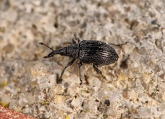 Catapion pubescens