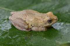 Hyperolius viridiflavus goetzei