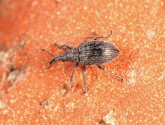 Catapion pubescens