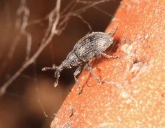 Catapion pubescens