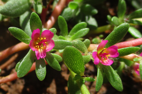 Portulacaceae image