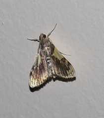 Rehimena cissophora