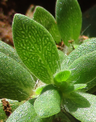 Portulaca amilis image