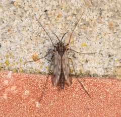 Macropelopia nebulosa