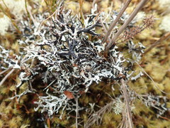 Hypogymnia lugubris