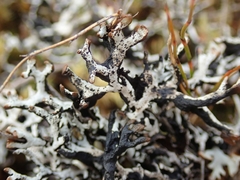 Hypogymnia lugubris