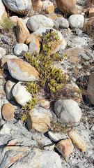 Ruschia diversifolia